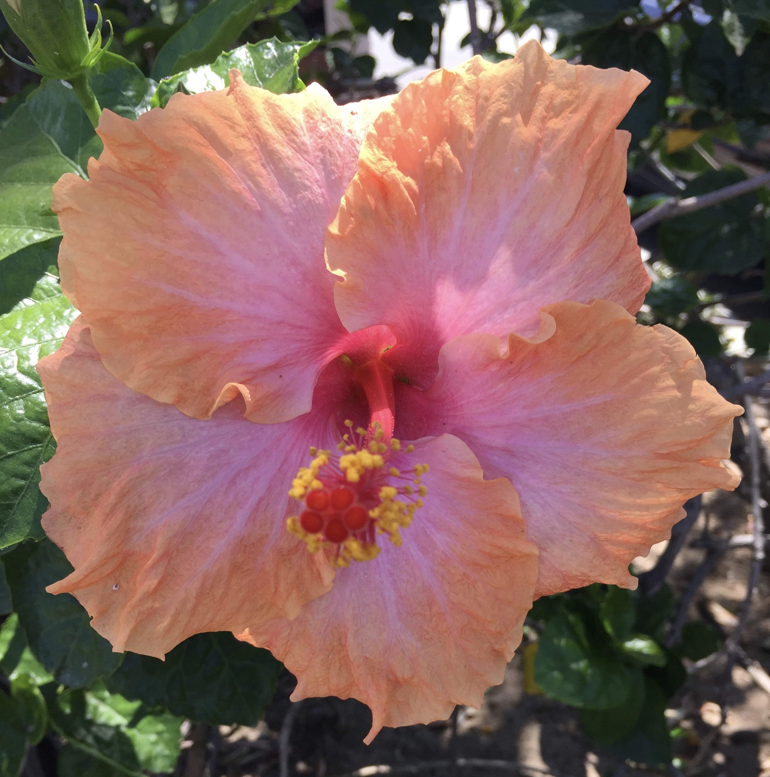 hibiscus