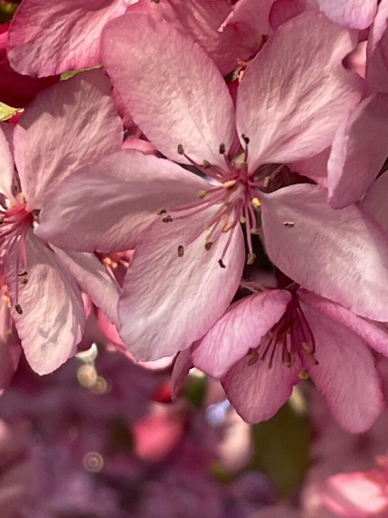 pink flower