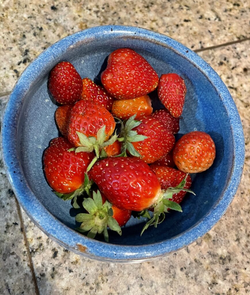 strawberries1