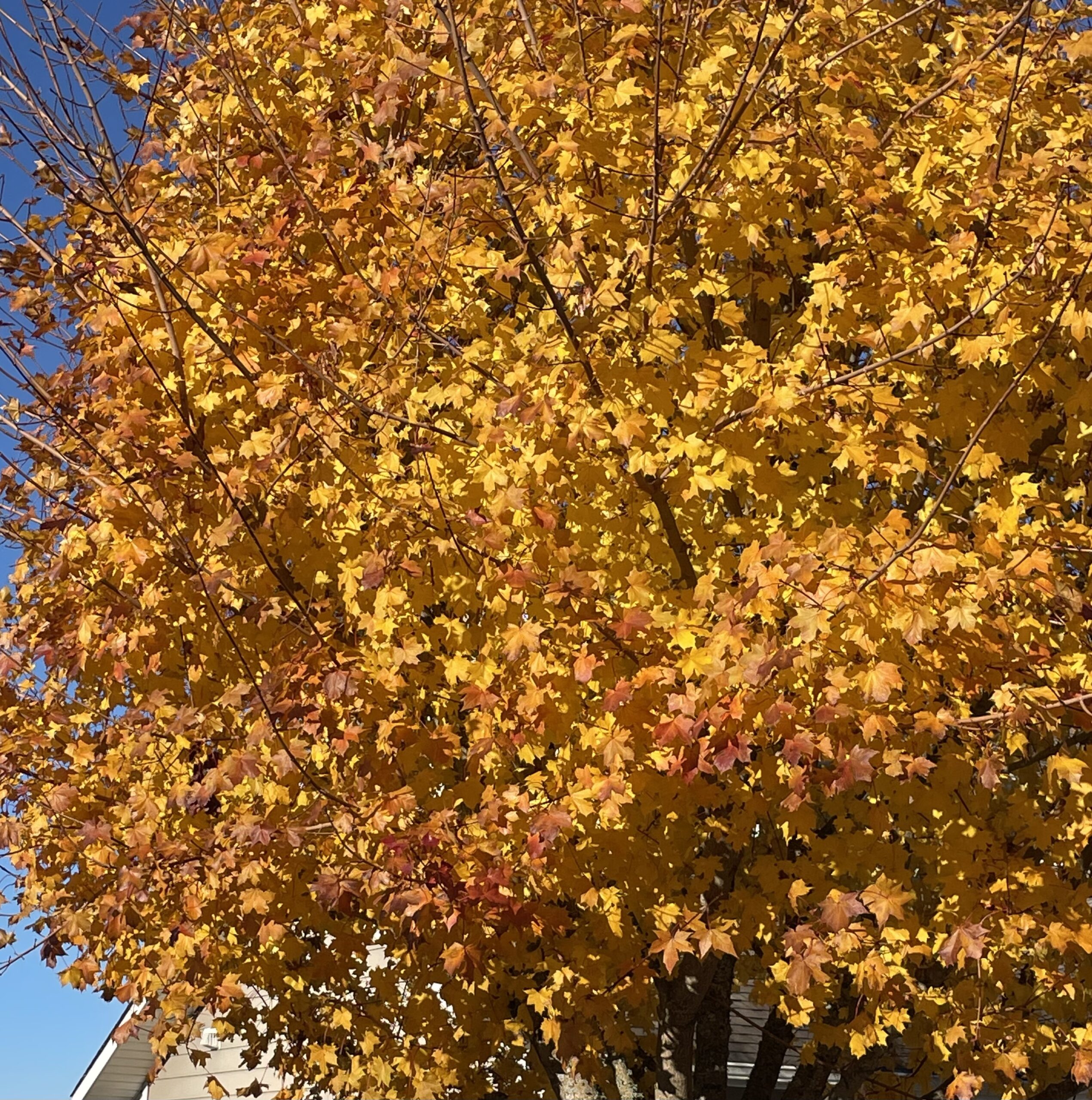 yellowleaves